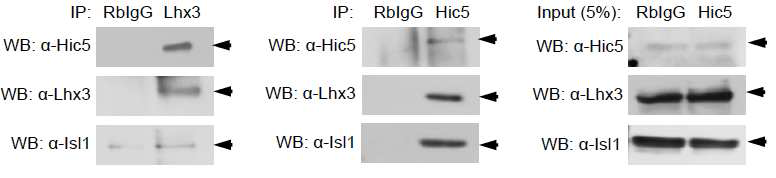 생쥐 망막에서 Lhx3, Isl1, Hic5 전사 복합체 존재.