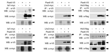 Pax6와 LIM domain transcription factor와의 상호작용.