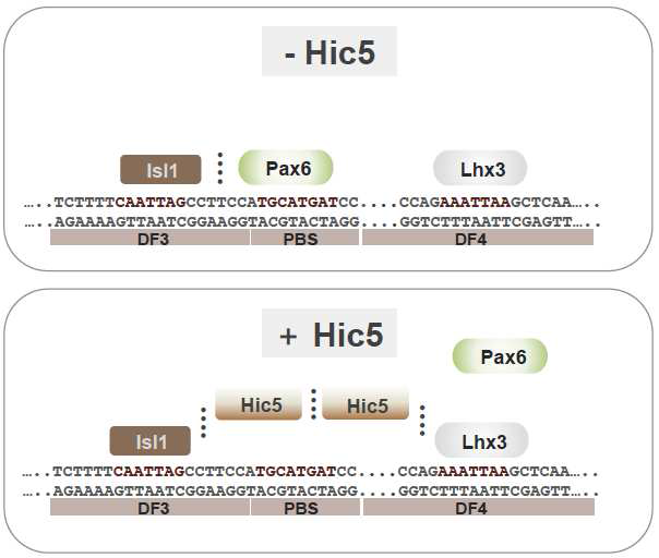 Hic5에 의한 Pax6 alpha-enhancer의 활성 조절.