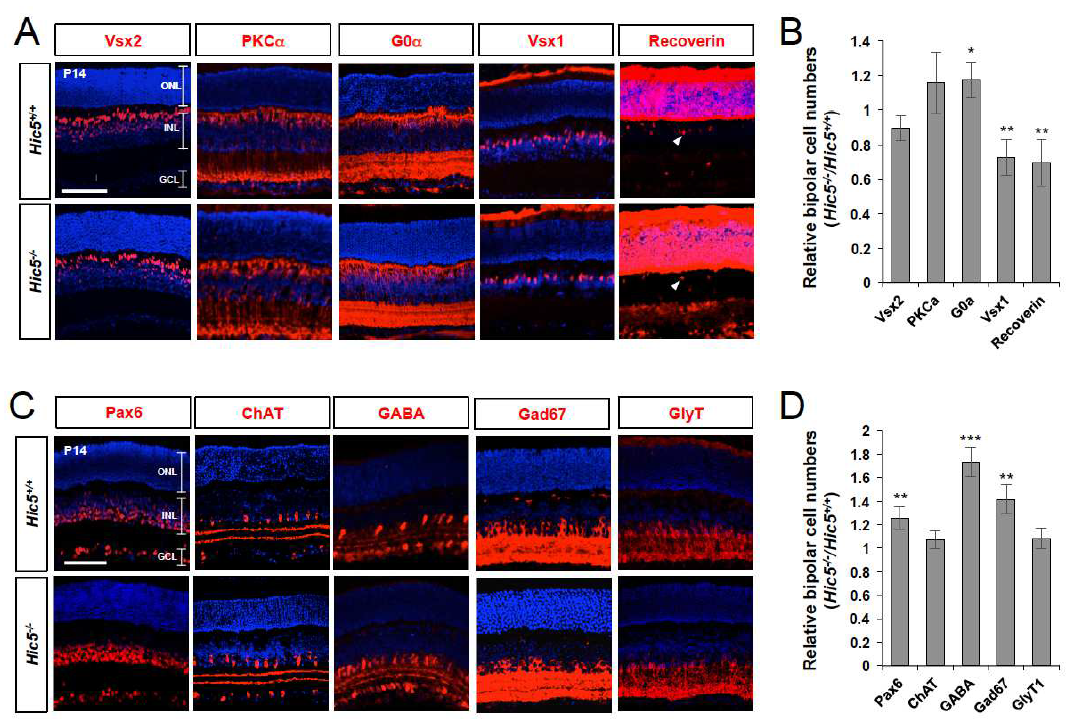 Hic5-KO 생쥐 망막 내 amacrine과 양극 신경세포 분포 변화.