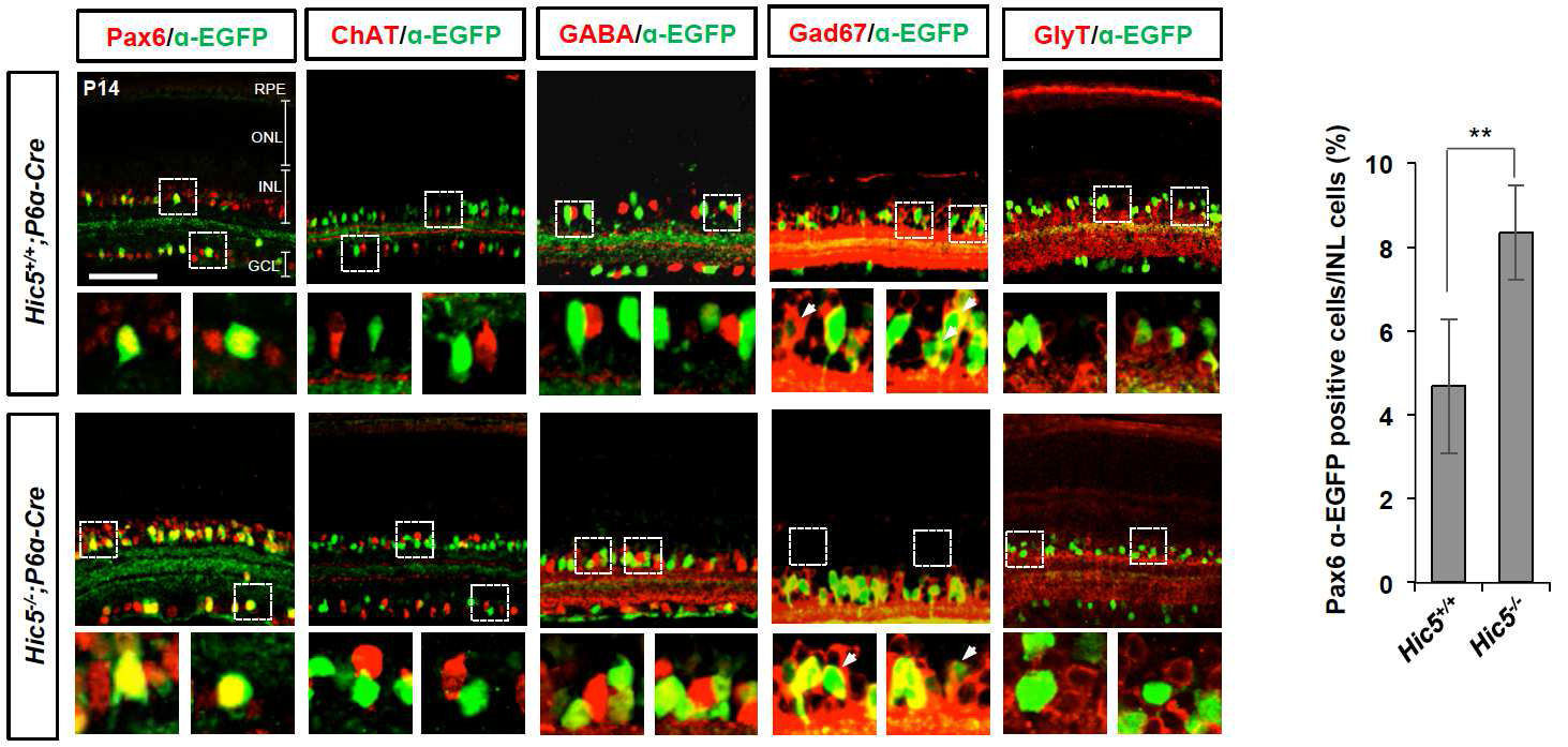 Hic5-KO 생쥐에서 Pax6 alpha-enhancer 활성을 나타내는 세포의 증가.