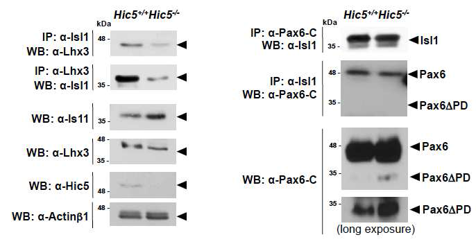 Hic5-ko 생쥐 망막에서 늘어난 Pax6 발현.