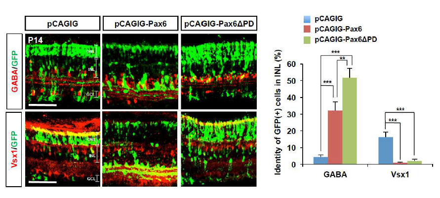 Pax6ΔPD에 의한 GABA성 amacrine 세포 발달 촉진.