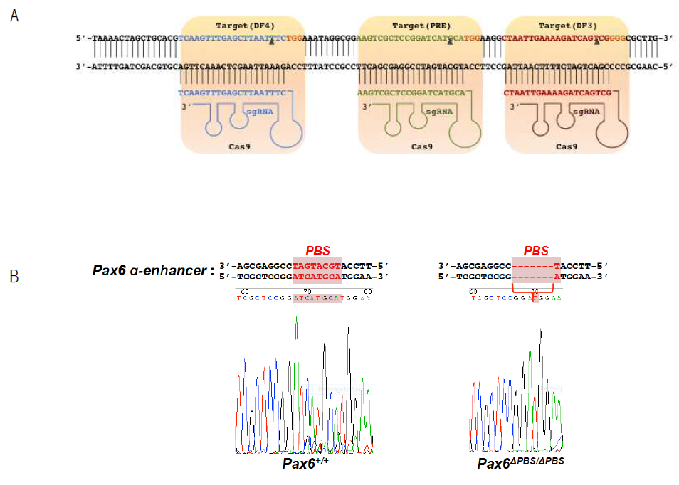 CRISPR-Cas9을 이용한 Pax6 alpha-enhancer 변이 유도.