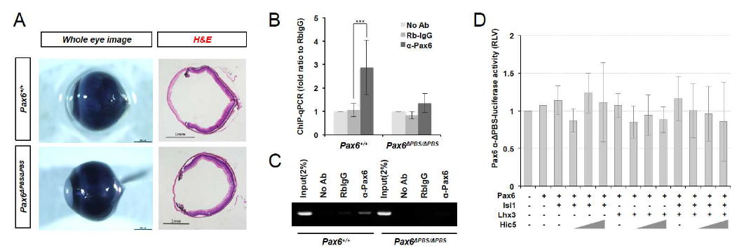 Pax6(ΔPBS/ΔPBS) 생쥐의 안구 발달.
