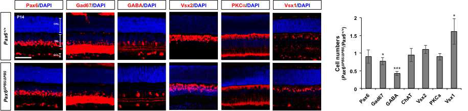 Pax6(ΔPBS/ΔPBS) 생쥐 망막 내 신경세포 분포 분석.