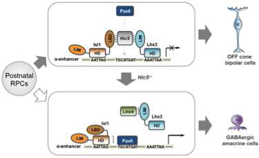 Pax6 alpha-enhancer에 의한 GABA성 amacrine 세포와 OFF 양극세포의 발달 조절 모식 도.