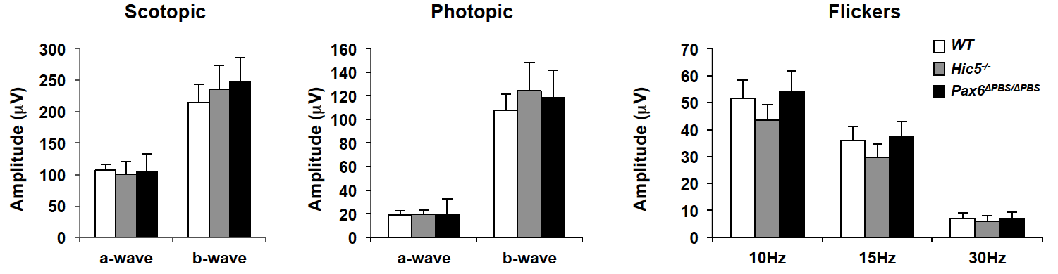 Hic5-KO 및 Pax6(ΔPBS/ΔPBS) 생쥐 망막의 빛에 대한 반응도.