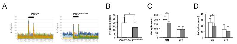 Pax6(ΔPBS/ΔPBS) 생쥐 망막 신경망의 활성도 감소.