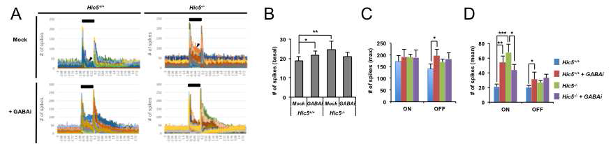 Hic5-KO 생쥐 망막 신경망의 활성도 증가.