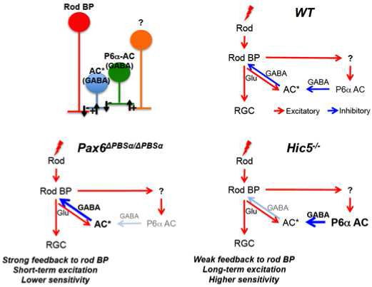 Pax6 alpha-enhancer에 의해 조절되는 생쥐 망막 신경망 모식도.