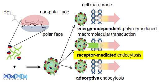 담즙산이 도입된 고분자 전달체의 다양한 endocytosisdependent 또는 endocytosis-independent 기전을 통한 세포내 유전자전달 기전