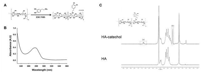 dopa-HA의 합성 (A) 및 UV-Vis spectroscopy (B)와 1H-NMR 분석 (C)을 통한 접합체 형성 확인.