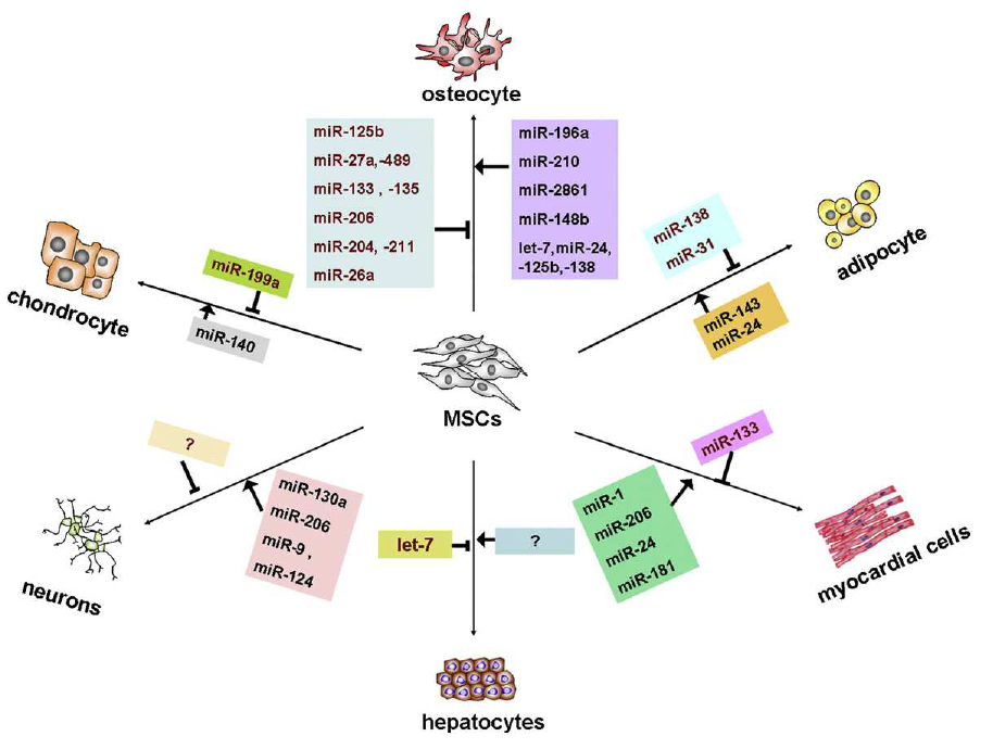 MSC 분화에 대한 miRNA의 역할.