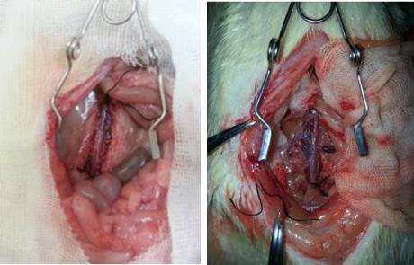 Rat의 대동맥에서 스텐트 삽입 과정