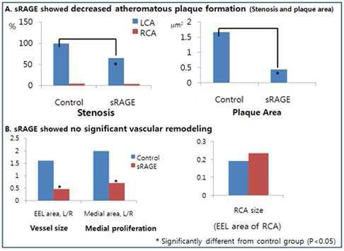 sRAGE 처리에 따른 vascular remodeling의 변화