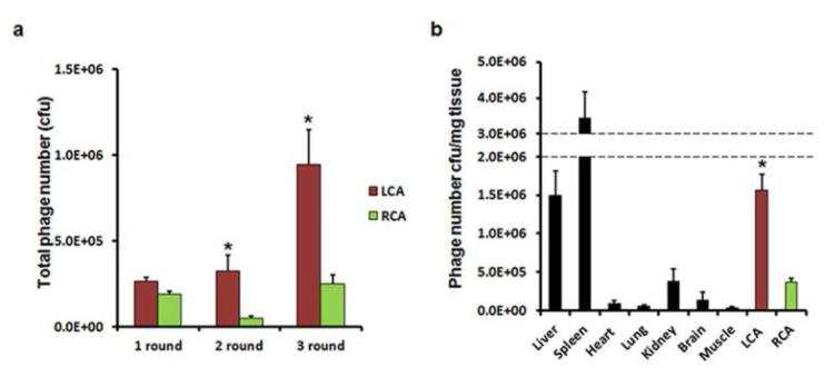 마우스 경동맥 결찰모델의 다양한 조직에 결합한 phage number