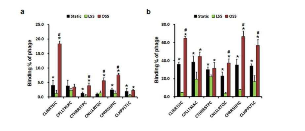 Shear stress 변화에 따른 혈관내피세포에 대한 phage binding 비교