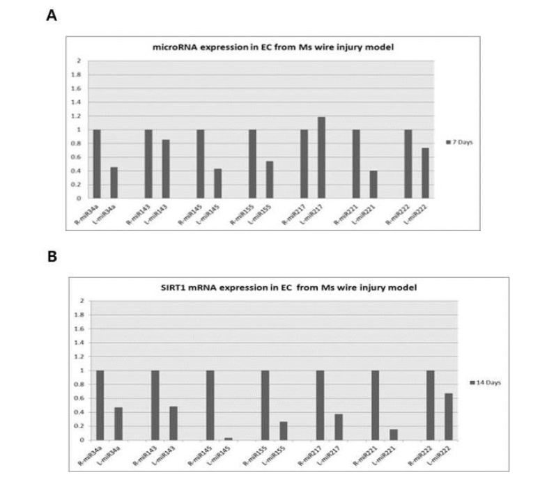 와이어 혈관손상 마우스의 혈관내피세포에서 SIRT1의 활성에 관련된 microRNA의 변화