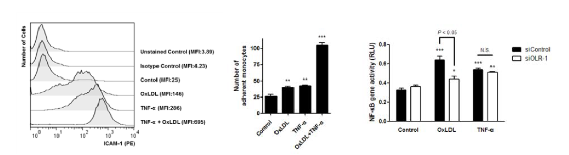OxLDL에 의하여 혈관민무늬근세포에서 ICAM-1의 발현이 증가하였음을 flow cytometry 기법을 통해 확인함 (왼쪽 그림). OxLDL에 의하여 혈관민무늬근세포에 단핵구 의 부착이 증가하였음을 확인함 (가운데 그림). OxLDL에 의하여 NF-κB의 활성이 유도 되고 이것이 OLR-1의 knockdown에 의하여 감소하였음을 확인함 (오른쪽 그림).