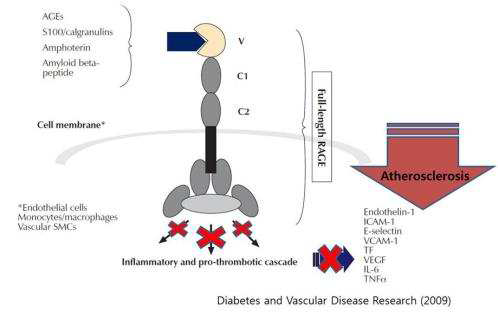 동맥경화증 발생에 있어서 RAGE signaling pathway