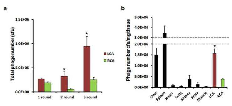 마우스 경동맥 결찰모델의 다양한 조직에 결합한 phage number