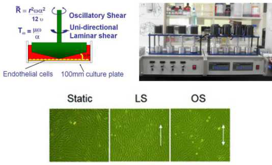 Novel cell culture system under shear stress