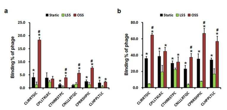 Shear stress 변화에 따른 혈관내피세포에 대한 phage binding 비교