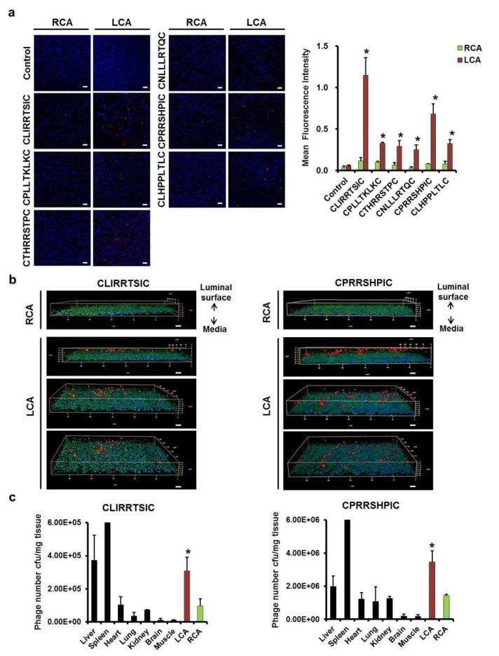 마우스 경동맥 조직에서 선별된 peptide의 binding assay 결과