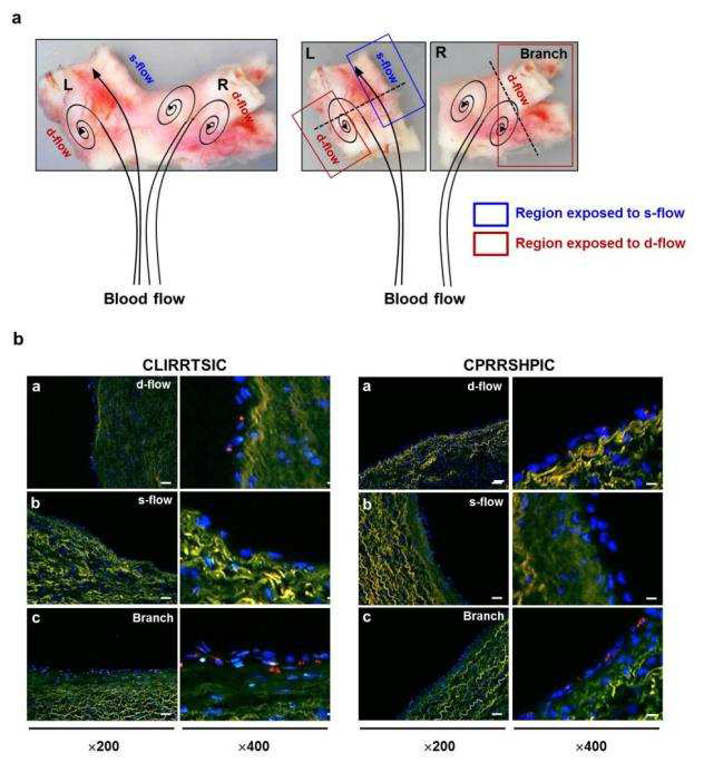 사람 혈관조직에서 선별된 peptide 발현 phage binding 결과