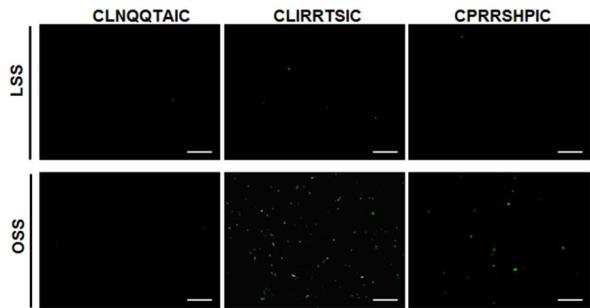 혈관내피세포에서 Synthetic peptide의 결합능 평가 결과