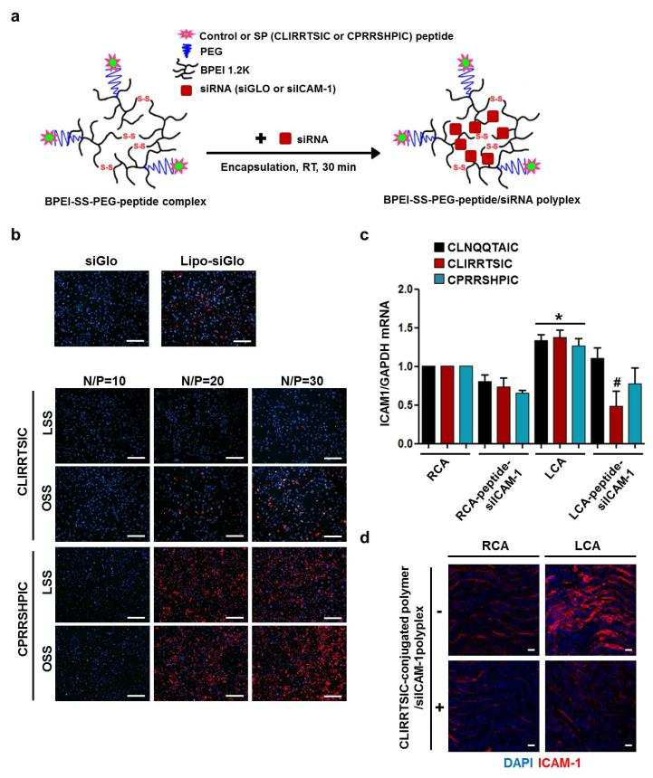 경동맥 결찰모델에서 선별된 peptide를 이용한 gene delivery 결과