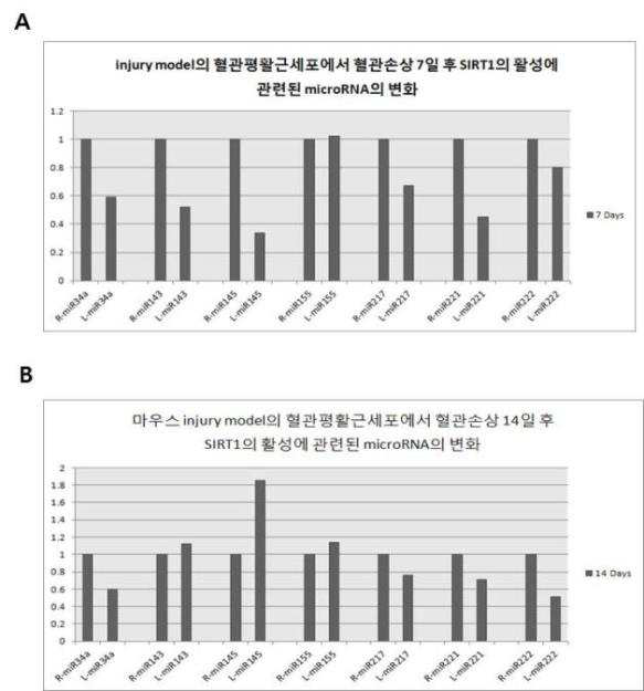 와이어 혈관손상 마우스의 혈관평활근세포에서 SIRT1의 활성에 관련된 microRNA의 변화