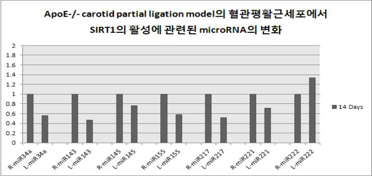 경동맥 부분결찰 ApoE KO 마우스의 혈관평활근세포에서 경 동맥 결찰 14일 후 SIRT1의 활성에 관련된 microRNA의 변화