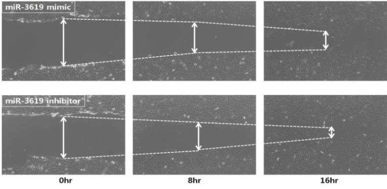 Everolimus 처리 후 miR-3619의 mimic/inhibitor를 이용한 Wound healing assay