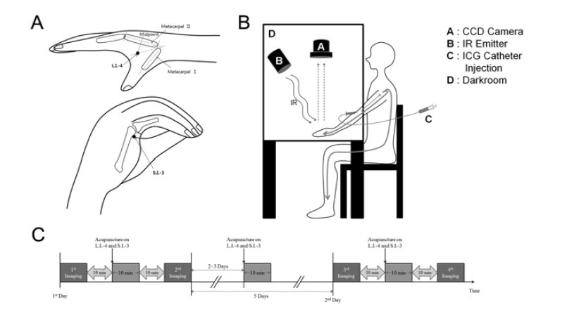 (A) 실험에 사용한 두 혈. 위가 합곡(LI-4)이고, 아래가 후계(SI-3)임. (B) 측정모식도. LED(b)에서 근적외선 이 나와 ICG를 활성화 시키고 CCD 카메라(a)로 그 빛을 측정함. 피험자에게는 카테터(c)를 통하여 ICG를 주입함. (C) 측정 일정. 처음 침을 놓기 10 분 전에 ICG영상을 촬 영한 후, 침술을 행하고 또다시 10 분 후에 ICG영상을 촬 영함. 5 일 뒤, 같은 작업을 반복함.