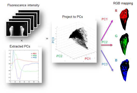 주성분 분석 결과 도식화를 위한 RGB 지도화 모식도