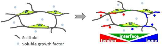 Illinois에서 개발 중인 collagen-GAG scaffolds를 이용한 인터페이스