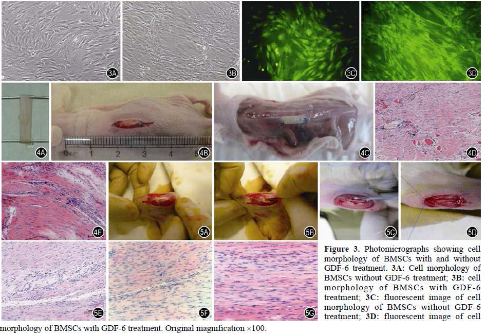 성장인자인 GDF-6와 골수유래 줄기세포를 실험동물에 이식하여 건 재생을 유도한 예