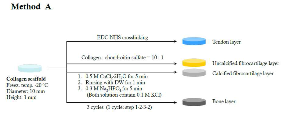 건-골 인터페이스 재생을 위한 조직 특이적 모방 인간 다층형 ECM 지지체 제작 모식도