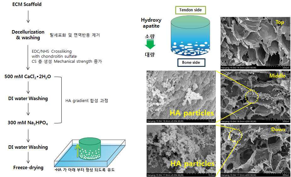 그레디언트 지지체 one-step 제작 공정(좌) 및 지지체 부위별 SEM 이미지(우)