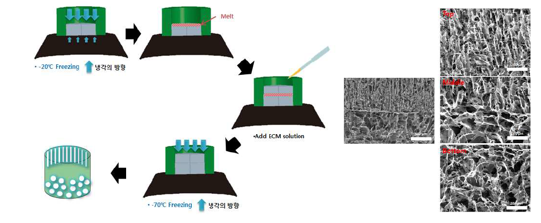 다중 공극 세포외기질 지지체 제작 공정 (좌) 및 SEM을 이용한 공극 형태 확인 (우)