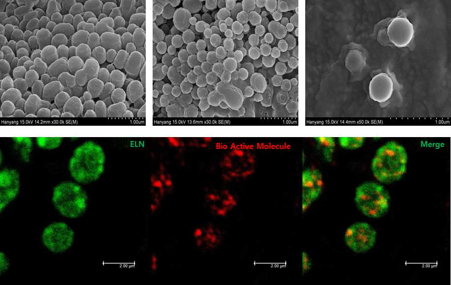 생체활성인자가 담지된 엘라스틴 캐리어의 SEM 및 형광현미경 사진