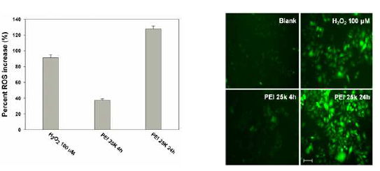 양이온성 고분자를 이용한 고이온복합체의 세포 내 산화적 스트레스 생성과 transfection 효율에 미치는 영향 (luciferase assay(좌); H2DCFDA assay (우))