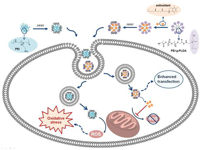 항산화적 양이온성 미셀을 이용한 유전자 전달 모식도