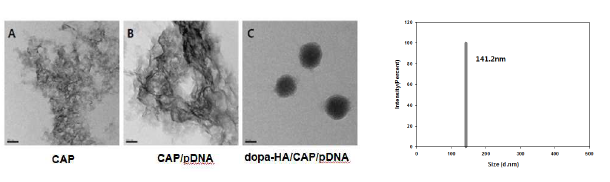 dopa-HA/CAP/pDNA 나노입자의 TEM image 및 size distribution.