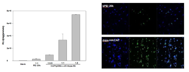 CAP/dopa-HA기반 나노입자를 이용한 유전자전달 효율 검증.