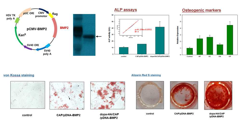 BMP-2 expression plasmid DNA (우) 및 CAP/dopa-HA 기반 나노입자를 이용하여 MSC transfection을 통한 골분화 유도