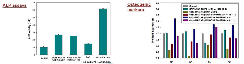 miR-148b를 BMP-2 발현 plasmid DNA와 함께 전달시 골분화 시너지효과: molecular markers