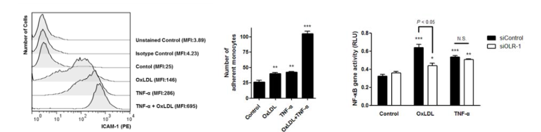 OxLDL에 의하여 혈관민무늬근세포에서 ICAM-1의 발현이 증가하였음을 flow cytometry 기법을 통해 확인함 (왼쪽 그림). OxLDL에 의하여 혈관민무늬근세포에 단핵구 의 부착이 증가하였음을 확인함 (가운데 그림). OxLDL에 의하여 NF-κB의 활성이 유도 되고 이것이 OLR-1의 knockdown에 의하여 감소하였음을 확인함 (오른쪽 그림).